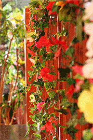 �z�K�X�F�X���ʐ^