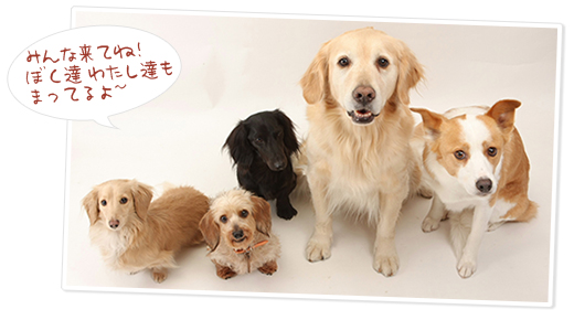 �h�b�O�X�e�[�W�ő҂��Ă��I